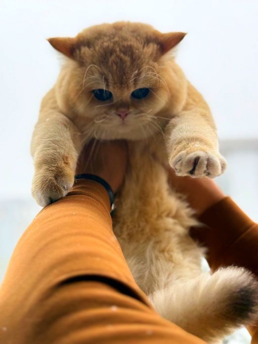 Zalataya Shinshilla ny12 VYASKA