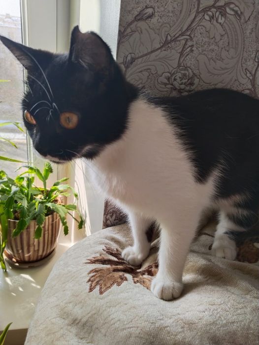 Отдам в добрые руки котенка