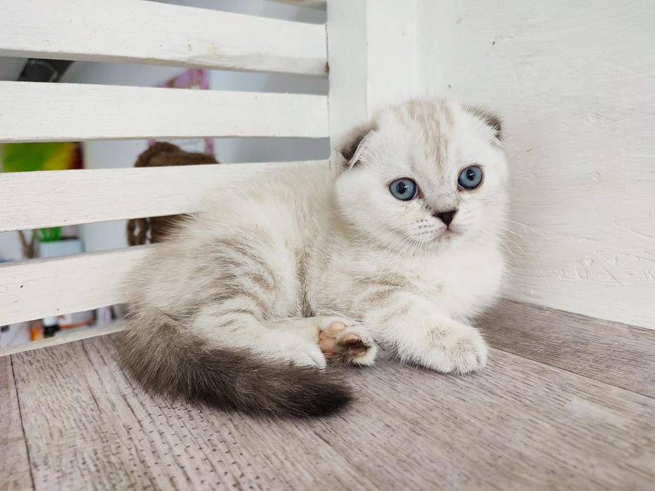 Котята  ОчаРоваШки шОтлАндСкиЕ