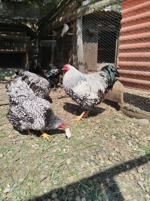 Vând oua de găini sussexi și wiandot