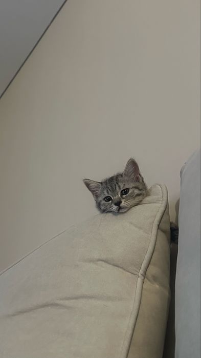 Отдам котенка 3 мес в добрые руки