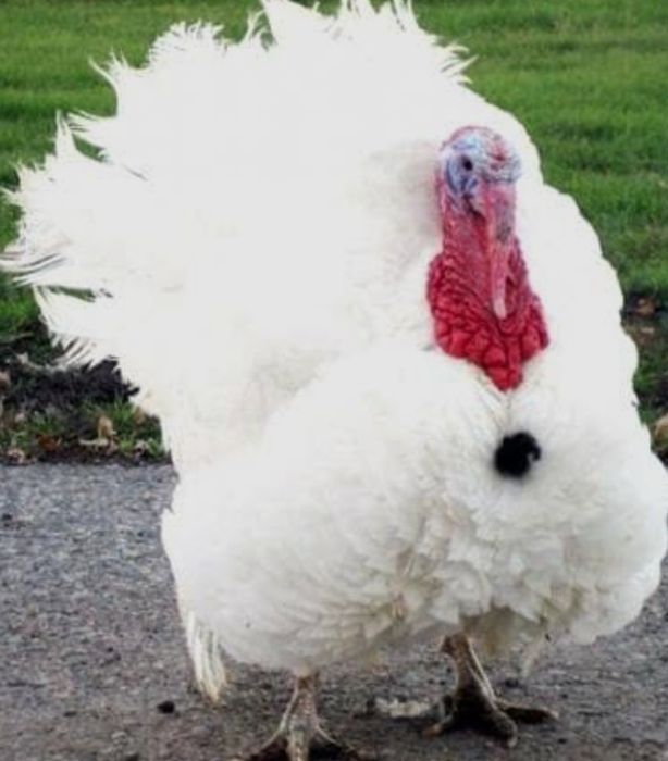 Курка индюшат Биг 6 уйда бокилган дон билан 1 кг- 50000 сум