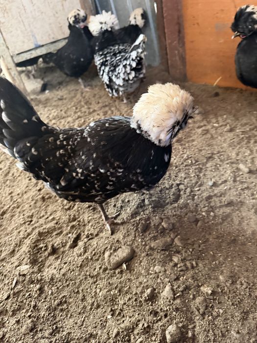 Oua moțate olandeze