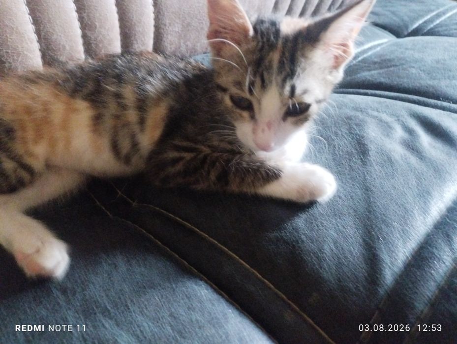 Отдам котенка.Очень игривый и ласковый.