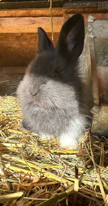 Vând Pui iepure pitic