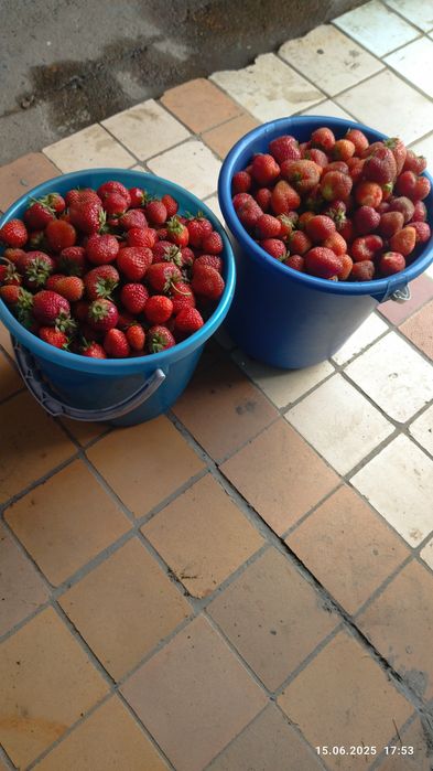 Клубника дачная продам