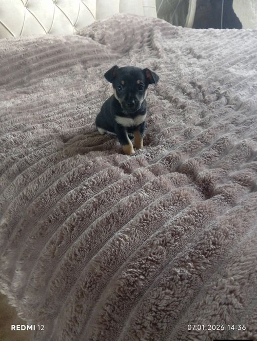 Домашни любимци момичета