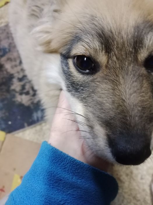 Отдам щенка,4 месяца,кобель,может без цепи охранять