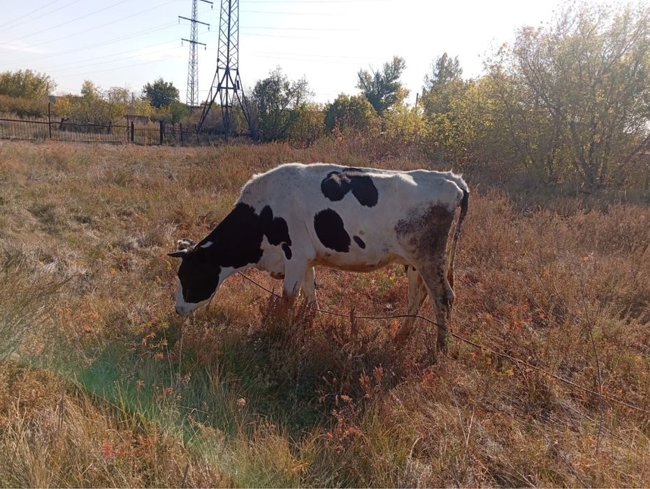 Продается корова