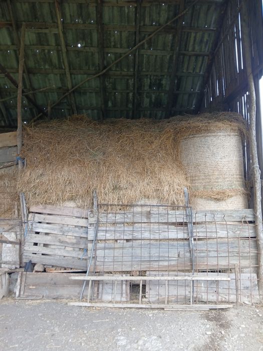 Fan de vanzare 4 baloti si restul vrac