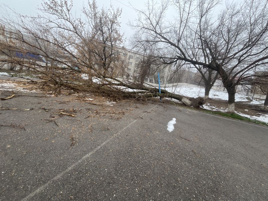 Бесплатыныи дерява 12345