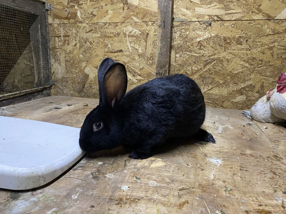 Masculi hycole pentru monta