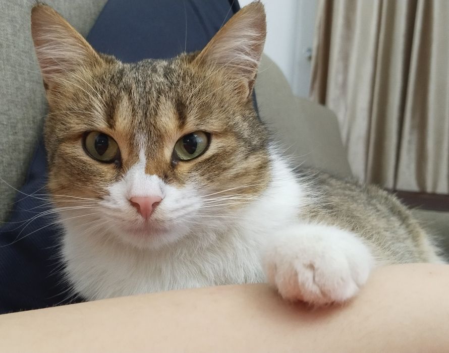 Кошка в добрые руки