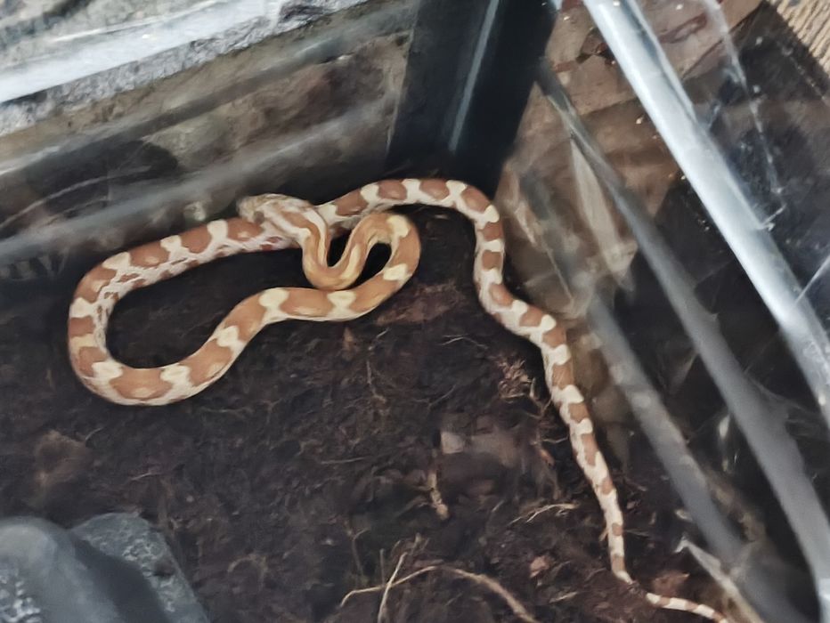 продам Маисового Полоза