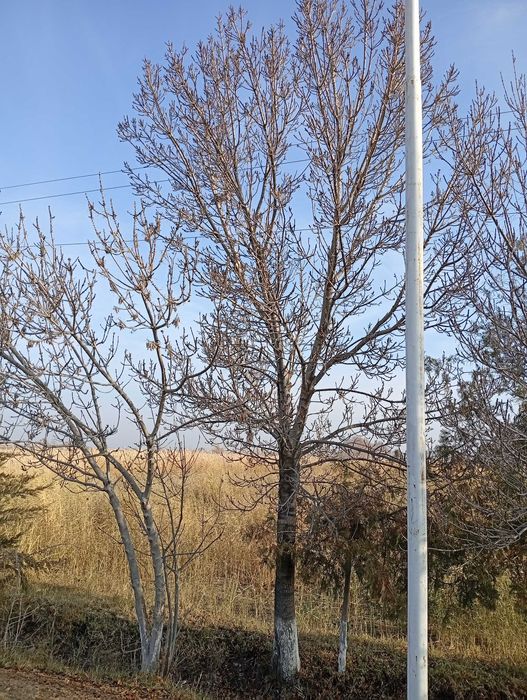 Кайрагоч кучати ва Ясин дарахти