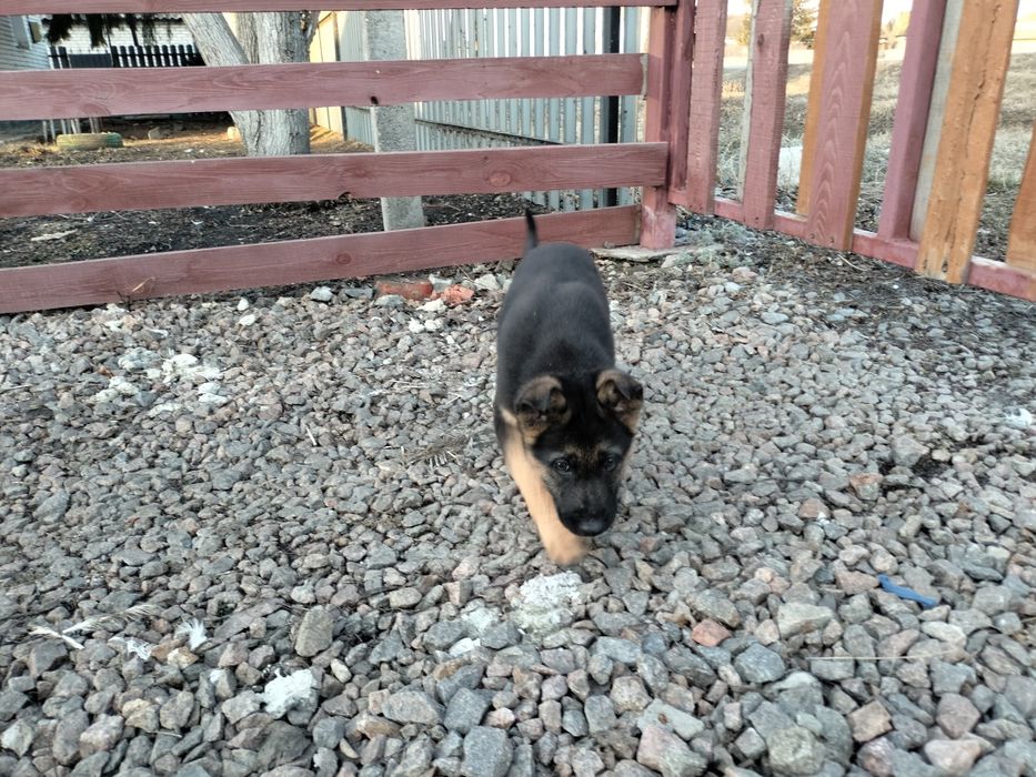 Щенки немецкой овчарки