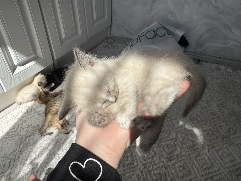 Милые котята только в добрые руки