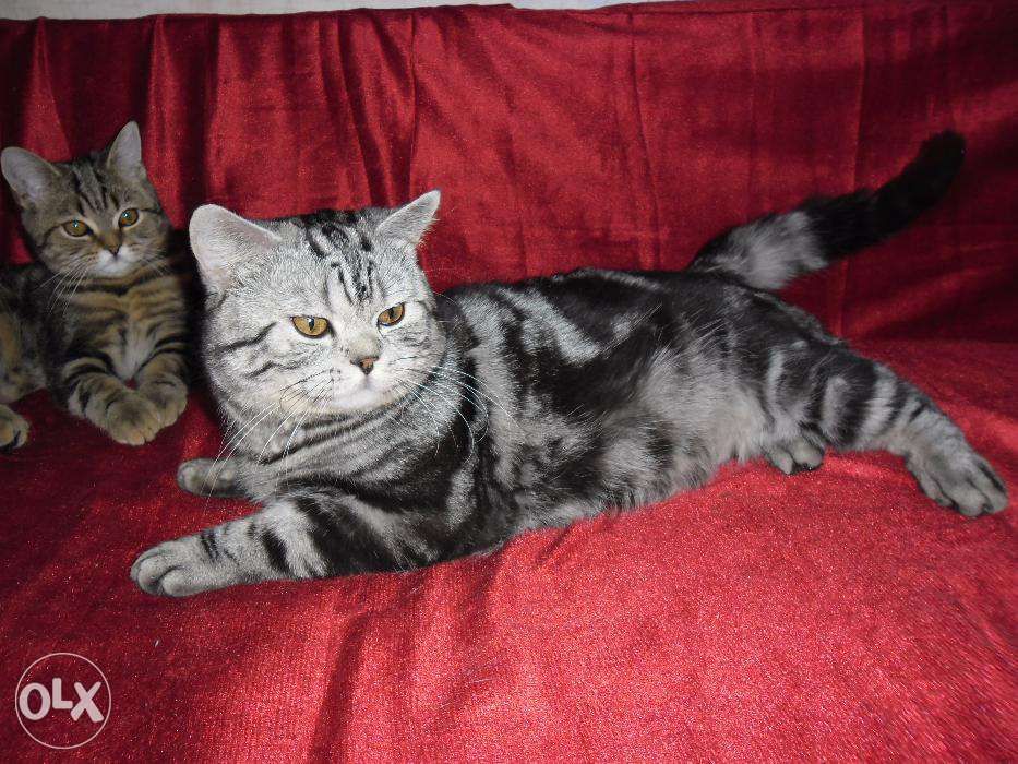 Питомник "Шерхан"предлагает котов британцев для вязки.