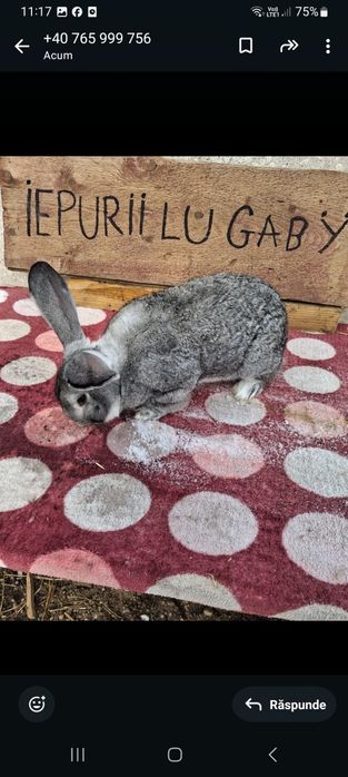 Vând 2 iepuri masculi belgieni