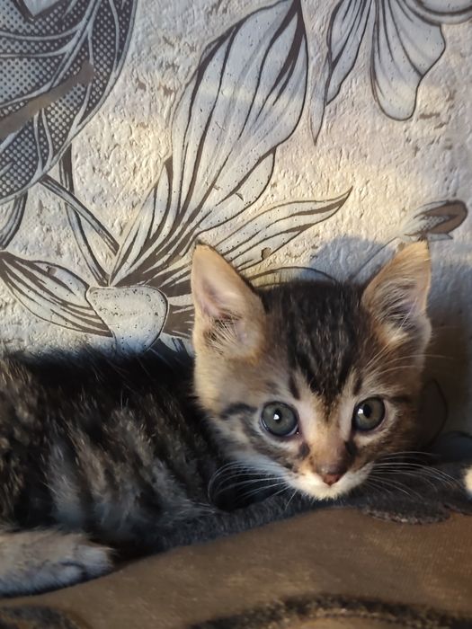 Котята 1.5 месяца