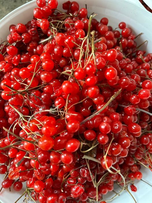 Продам  калина красная чистая