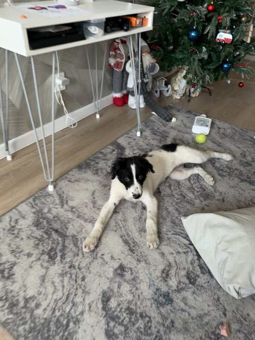 Отдам в добрую семью щенка