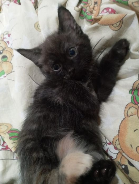Котята британец смешанный