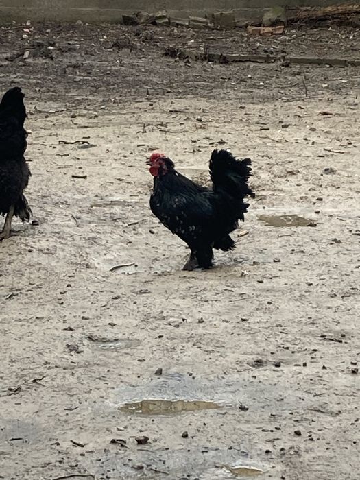 Японский петух еще молодой