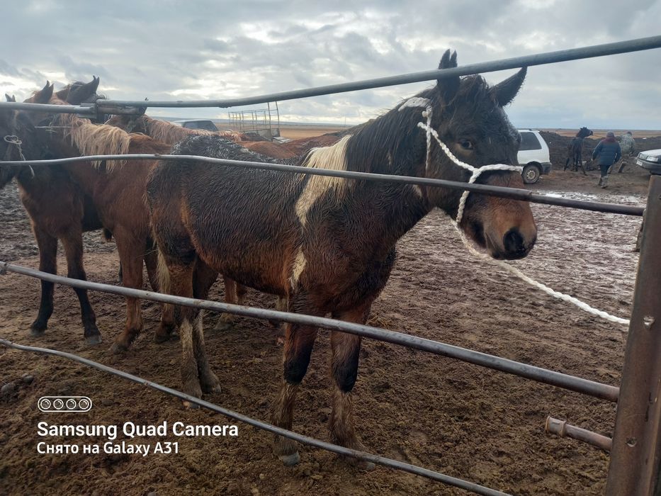 Жабағы лары сатылады