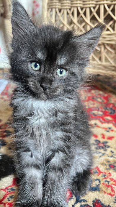 Котята Мэйн Куны