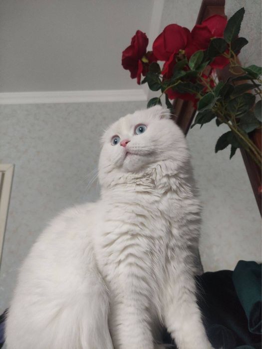 Scottish fold  Juda chiroyli ko'zlari kamyob rangda