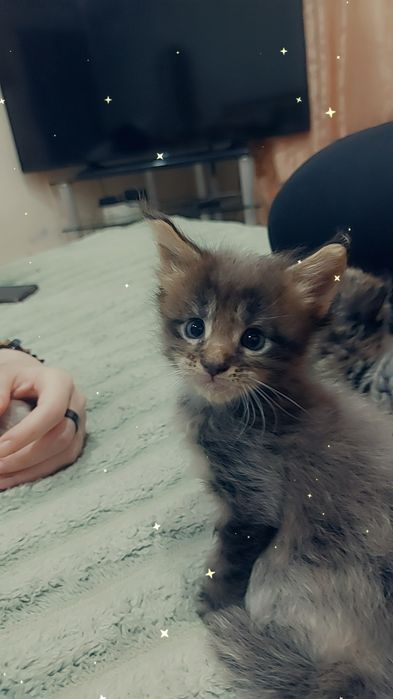 Продаются котята