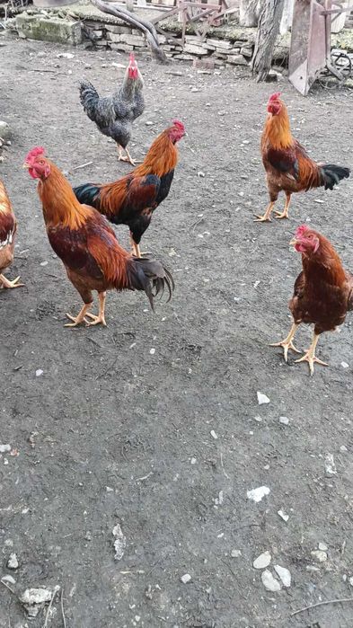 Неми Патици ( юрдечки), бели. Петли -различни породи.