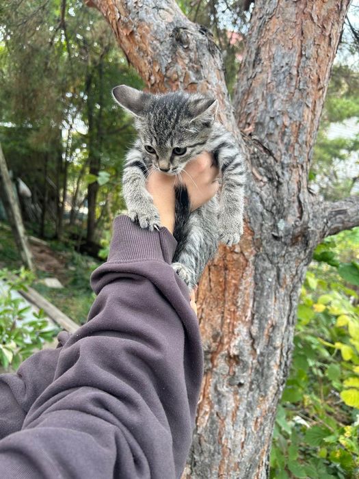 Отдадим котёнка в добрые руки!