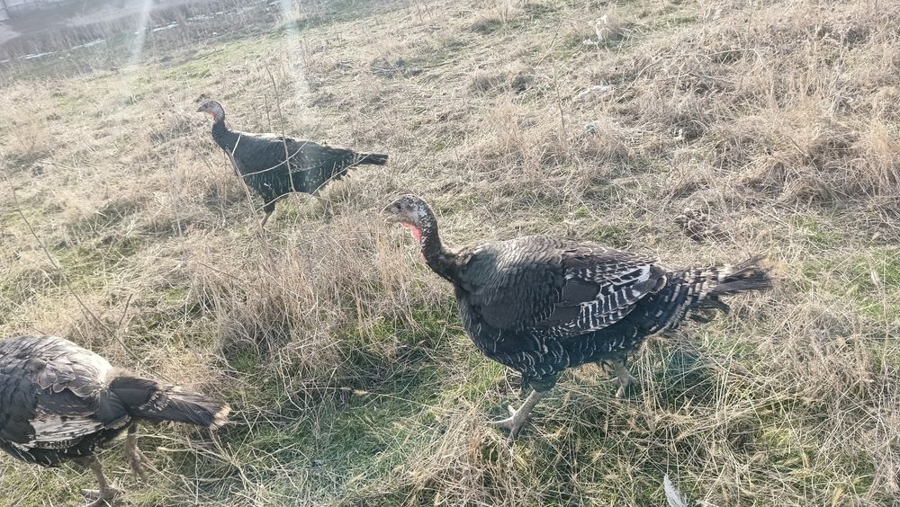 яйцо индеек бронзо 708 франсуз