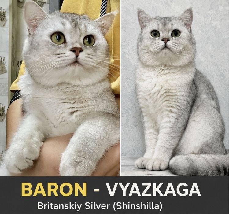 Baron Britanskiy Shinshilla Vyazkaga tajribali mushuk