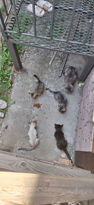 Кошка с котятами