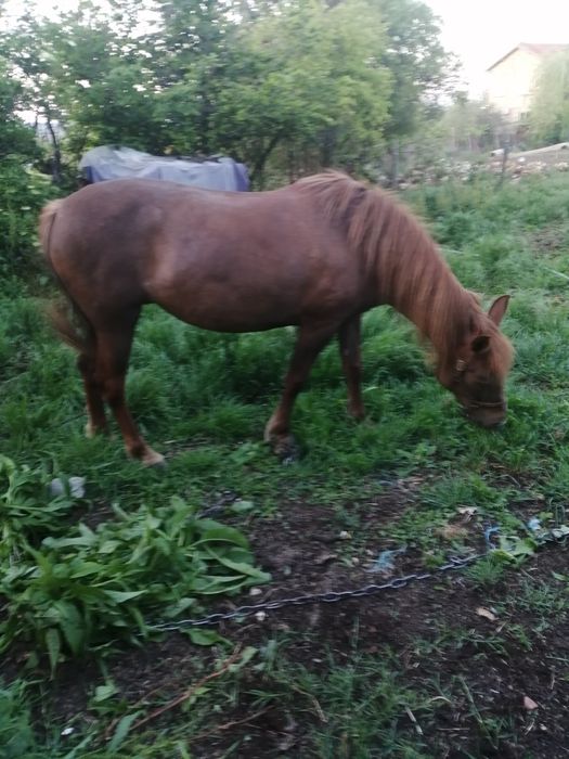 Продавам кобила Бозвелийско