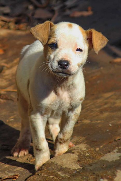 Щенки стафорда и дворянина