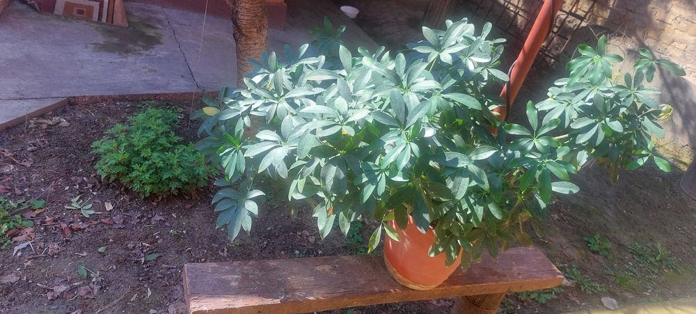 Комнатные растения