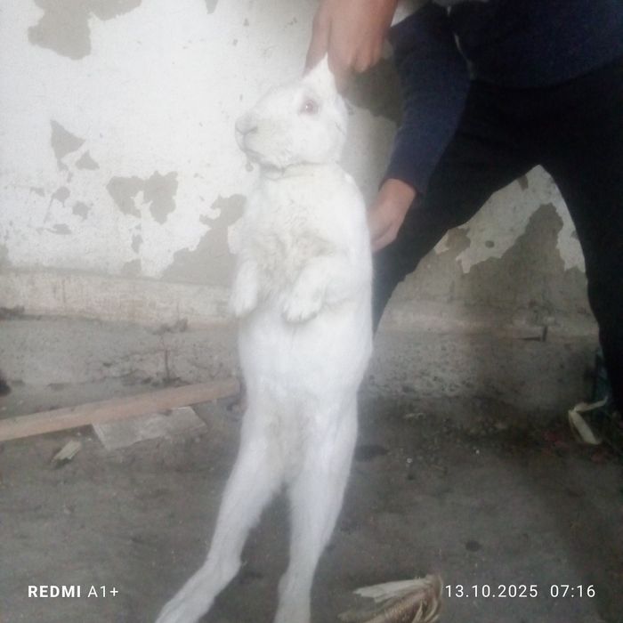 Куйонлар сотилади