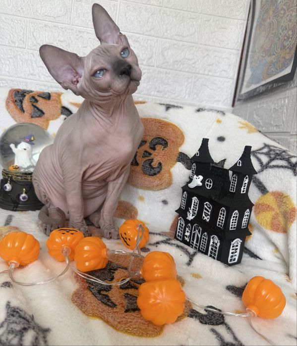 Baietel Sphynx blue point pedigree teste