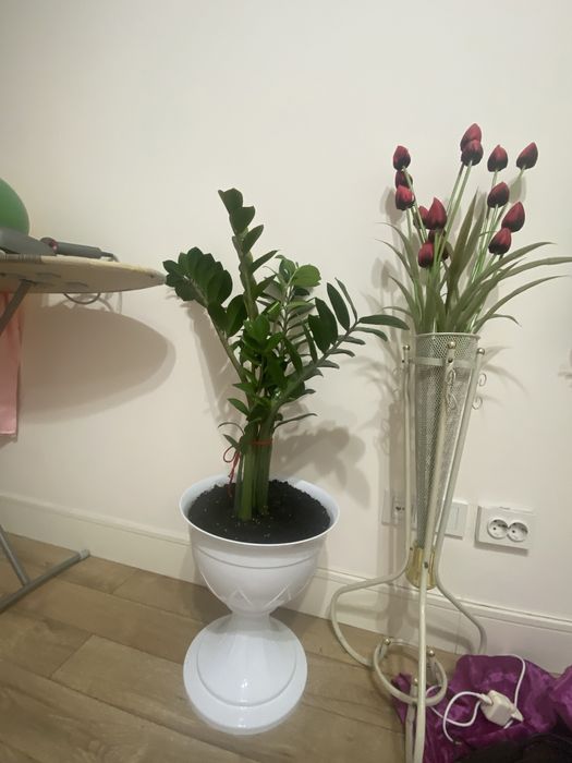 Комнатное растения