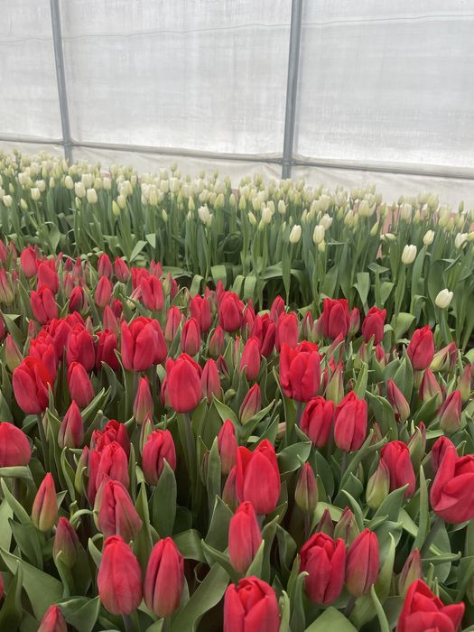 Бомбические Тюльпаны , оптом с теплицы