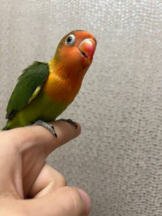 Продается ручной попугай