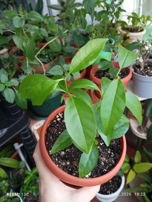 Продам комнатные растения