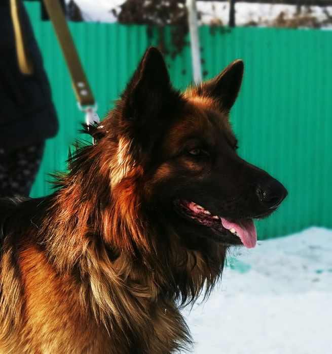 Немецкая овчарка на вязку