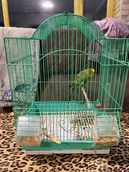 Продам попугая с клеткой