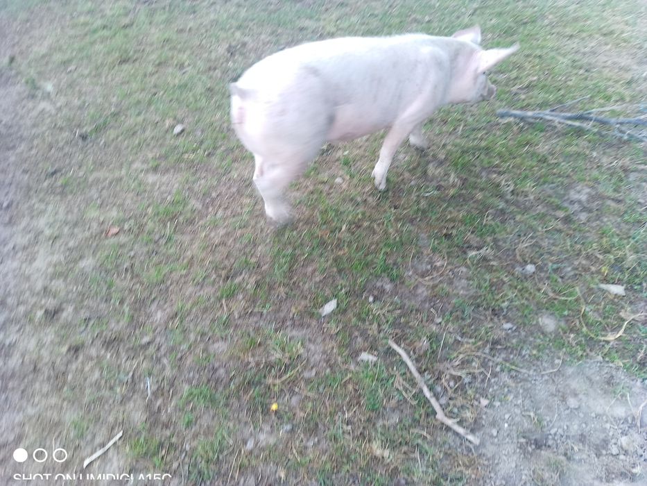 Porumb de vânzare