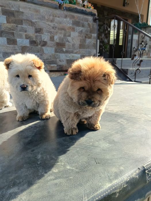 Чау чау Кученца.